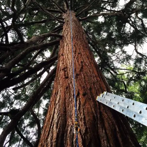 Tree Surgery -Verwood, Dorset