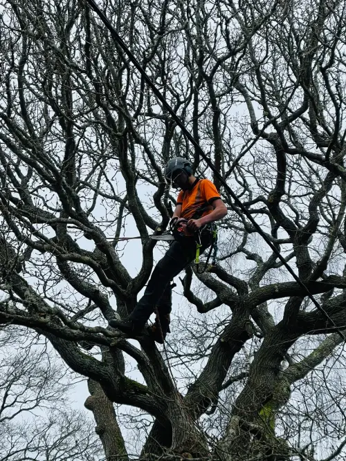 Top Dorset tree surgeons