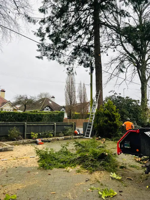 Tree Surgeon in Wimborne