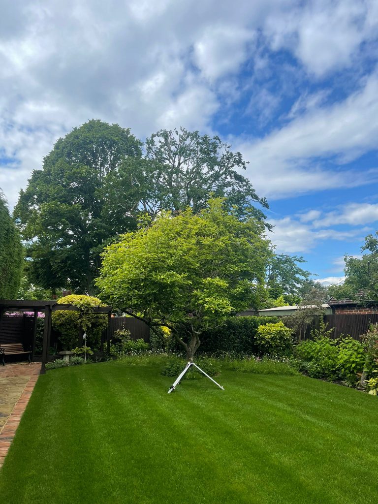 tree pruning wimbone dorset