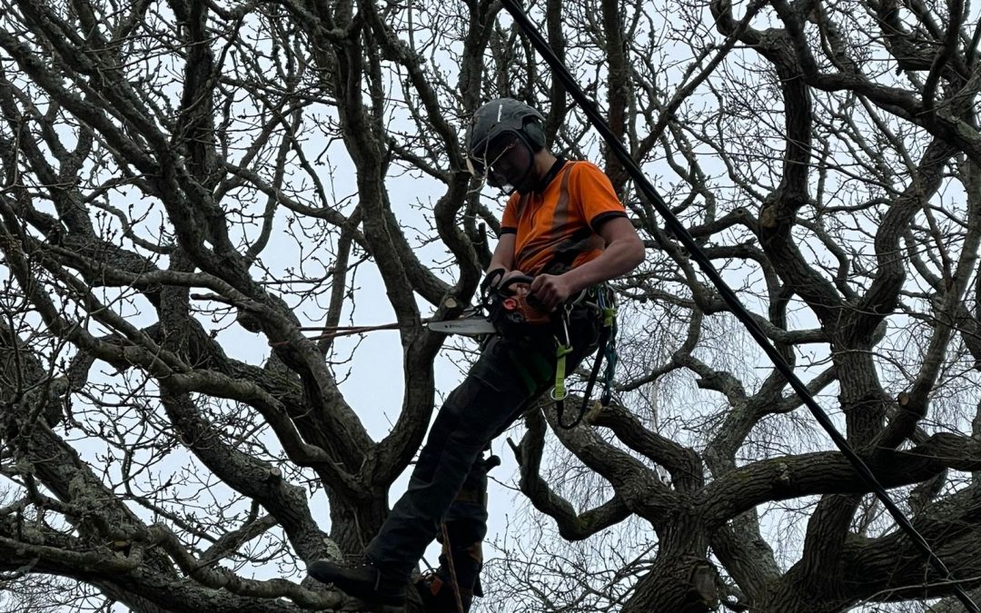 The Best Prices for Tree Surgery in Verwood, Dorset.