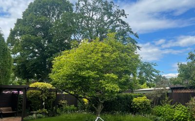 Tree Pruning in Wimborne, Dorset